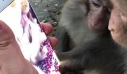 爆料小猴子的视频大全集,视频大全集欢乐回顾